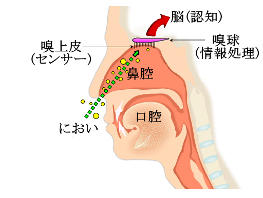 においの伝達